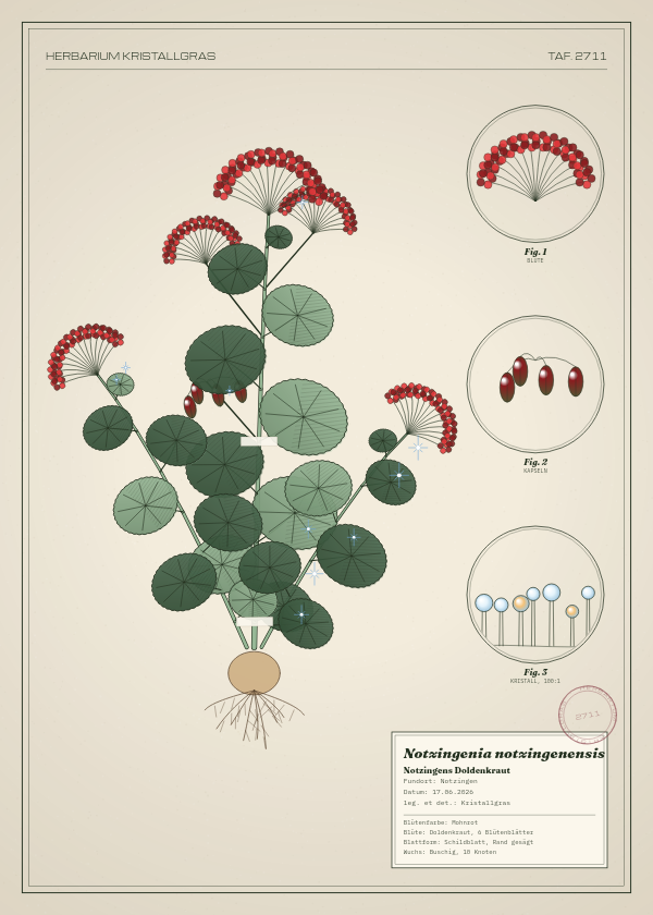 Botanische Tafel: Notzingenia notzingenensis, eine erfundene Pflanze aus Notzingen, gezeichnet wie in einem alten Pflanzenatlas