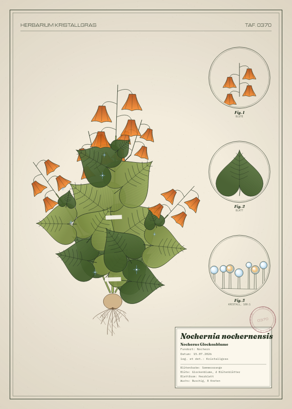 Botanische Tafel: Nochernia nochernensis, eine erfundene Pflanze aus Nochern, gezeichnet wie in einem alten Pflanzenatlas