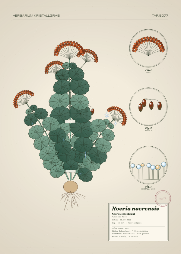 Botanische Tafel: Noeria noerensis, eine erfundene Pflanze aus Noer, gezeichnet wie in einem alten Pflanzenatlas
