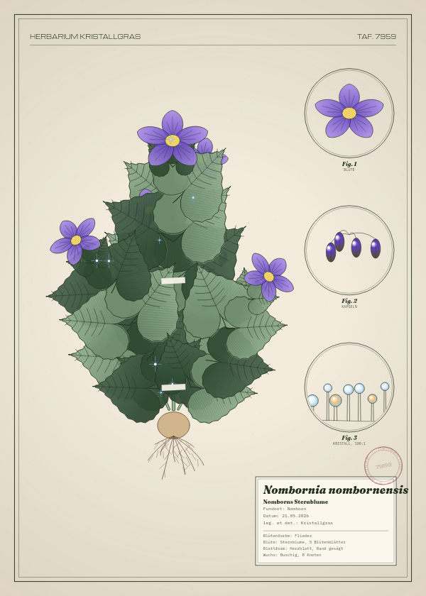 Botanische Tafel: Nombornia nombornensis, eine erfundene Pflanze aus Nomborn, gezeichnet wie in einem alten Pflanzenatlas