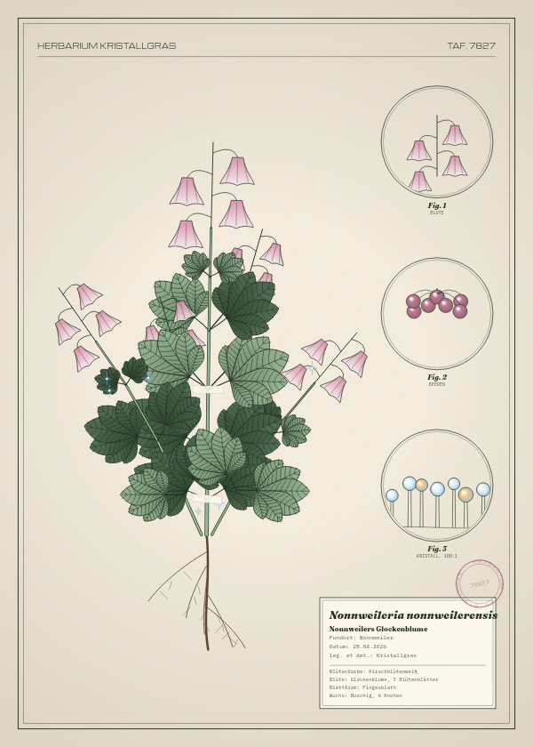 Botanische Tafel: Nonnweileria nonnweilerensis, eine erfundene Pflanze aus Nonnweiler, gezeichnet wie in einem alten Pflanzenatlas