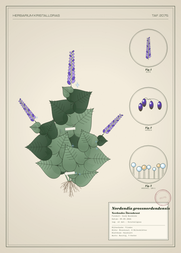 Botanische Tafel: Nordendia grossnordendensis, eine erfundene Pflanze aus Groß Nordende, gezeichnet wie in einem alten Pflanzenatlas