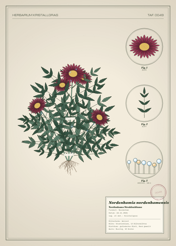 Botanische Tafel: Nordenhamia nordenhamensis, eine erfundene Pflanze aus Nordenham, gezeichnet wie in einem alten Pflanzenatlas