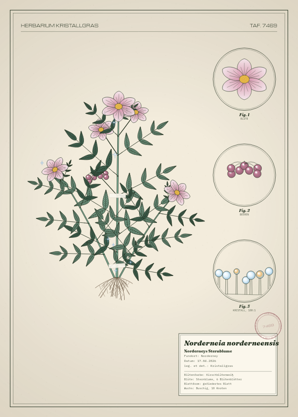 Botanische Tafel: Norderneia norderneensis, eine erfundene Pflanze aus Norderney, gezeichnet wie in einem alten Pflanzenatlas