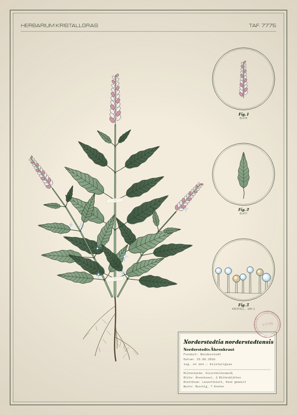 Botanische Tafel: Norderstedtia norderstedtensis, eine erfundene Pflanze aus Norderstedt, gezeichnet wie in einem alten Pflanzenatlas