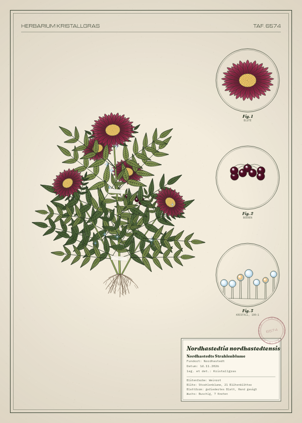 Botanische Tafel: Nordhastedtia nordhastedtensis, eine erfundene Pflanze aus Nordhastedt, gezeichnet wie in einem alten Pflanzenatlas