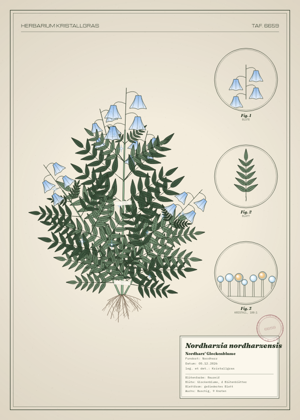 Botanische Tafel: Nordharzia nordharzensis, eine erfundene Pflanze aus Nordharz, gezeichnet wie in einem alten Pflanzenatlas