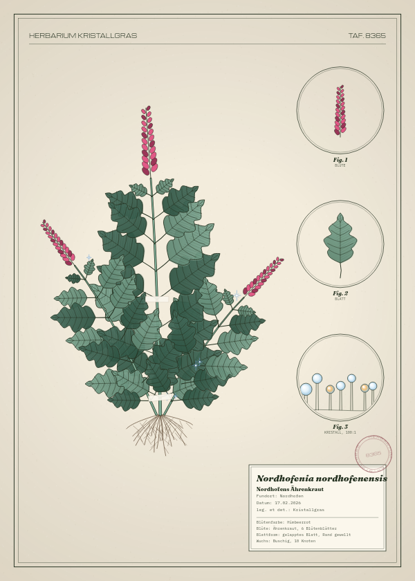 Botanische Tafel: Nordhofenia nordhofenensis, eine erfundene Pflanze aus Nordhofen, gezeichnet wie in einem alten Pflanzenatlas