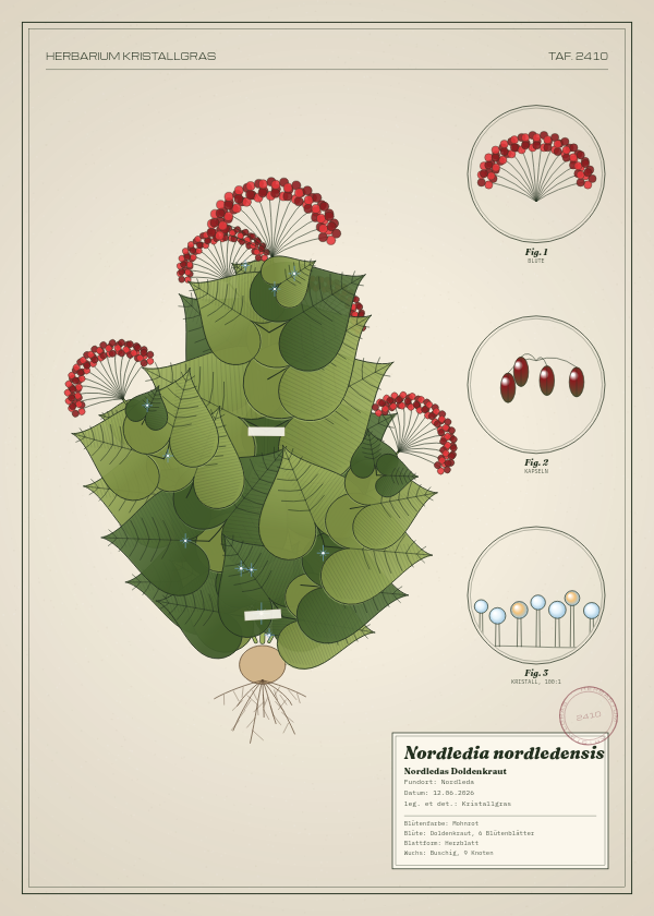 Botanische Tafel: Nordledia nordledensis, eine erfundene Pflanze aus Nordleda, gezeichnet wie in einem alten Pflanzenatlas