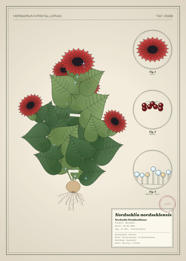 Botanische Tafel: Nordsehlia nordsehlensis, eine erfundene Pflanze aus Nordsehl, gezeichnet wie in einem alten Pflanzenatlas