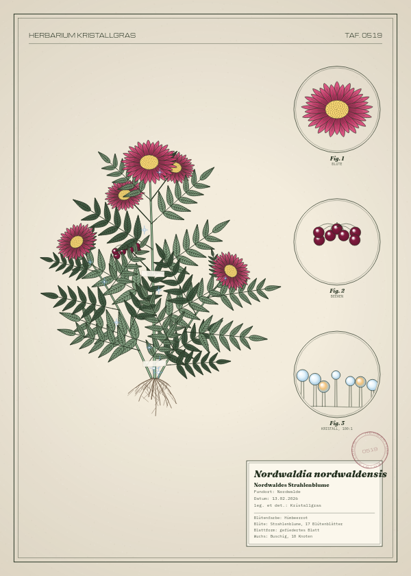 Botanische Tafel: Nordwaldia nordwaldensis, eine erfundene Pflanze aus Nordwalde, gezeichnet wie in einem alten Pflanzenatlas