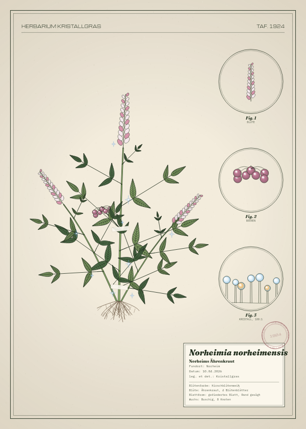 Botanische Tafel: Norheimia norheimensis, eine erfundene Pflanze aus Norheim, gezeichnet wie in einem alten Pflanzenatlas