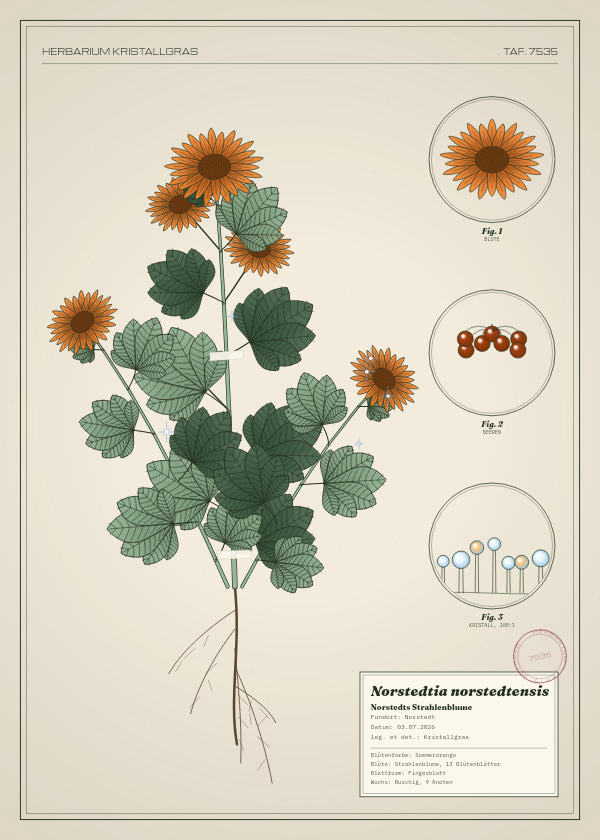 Botanische Tafel: Norstedtia norstedtensis, eine erfundene Pflanze aus Norstedt, gezeichnet wie in einem alten Pflanzenatlas
