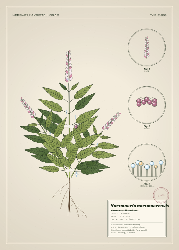 Botanische Tafel: Nortmooria nortmoorensis, eine erfundene Pflanze aus Nortmoor, gezeichnet wie in einem alten Pflanzenatlas