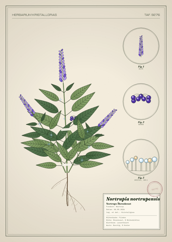 Botanische Tafel: Nortrupia nortrupensis, eine erfundene Pflanze aus Nortrup, gezeichnet wie in einem alten Pflanzenatlas