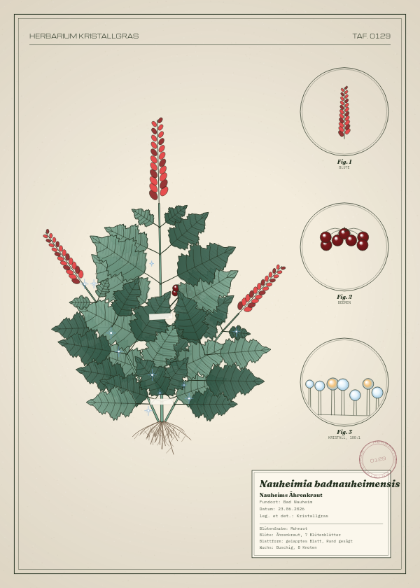 Botanische Tafel: Nauheimia badnauheimensis, eine erfundene Pflanze aus Bad Nauheim, gezeichnet wie in einem alten Pflanzenatlas