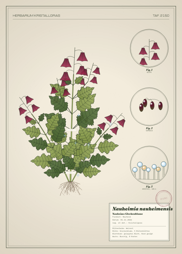 Botanische Tafel: Nauheimia nauheimensis, eine erfundene Pflanze aus Nauheim, gezeichnet wie in einem alten Pflanzenatlas