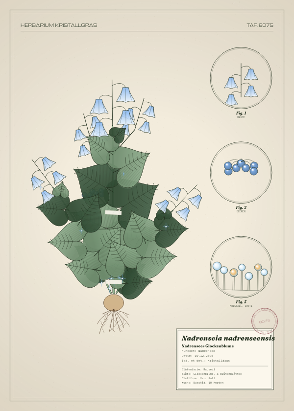 Botanische Tafel: Nadrenseia nadrenseensis, eine erfundene Pflanze aus Nadrensee, gezeichnet wie in einem alten Pflanzenatlas