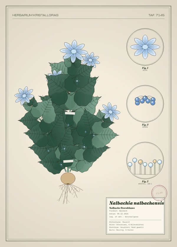 Botanische Tafel: Nalbachia nalbachensis, eine erfundene Pflanze aus Nalbach, gezeichnet wie in einem alten Pflanzenatlas