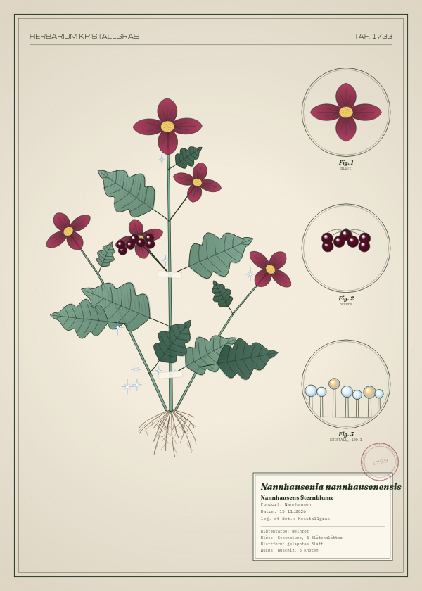 Botanische Tafel: Nannhausenia nannhausenensis, eine erfundene Pflanze aus Nannhausen, gezeichnet wie in einem alten Pflanzenatlas