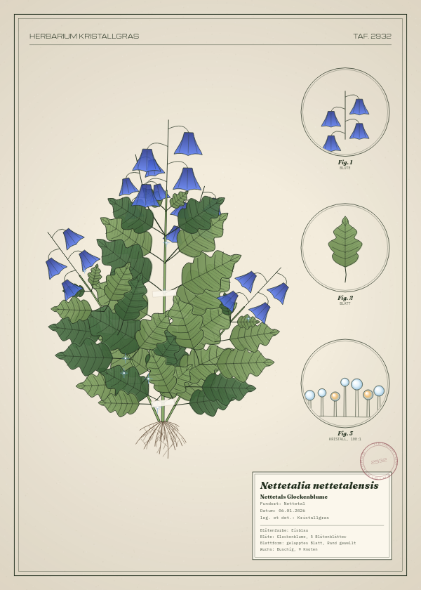 Botanische Tafel: Nettetalia nettetalensis, eine erfundene Pflanze aus Nettetal, gezeichnet wie in einem alten Pflanzenatlas