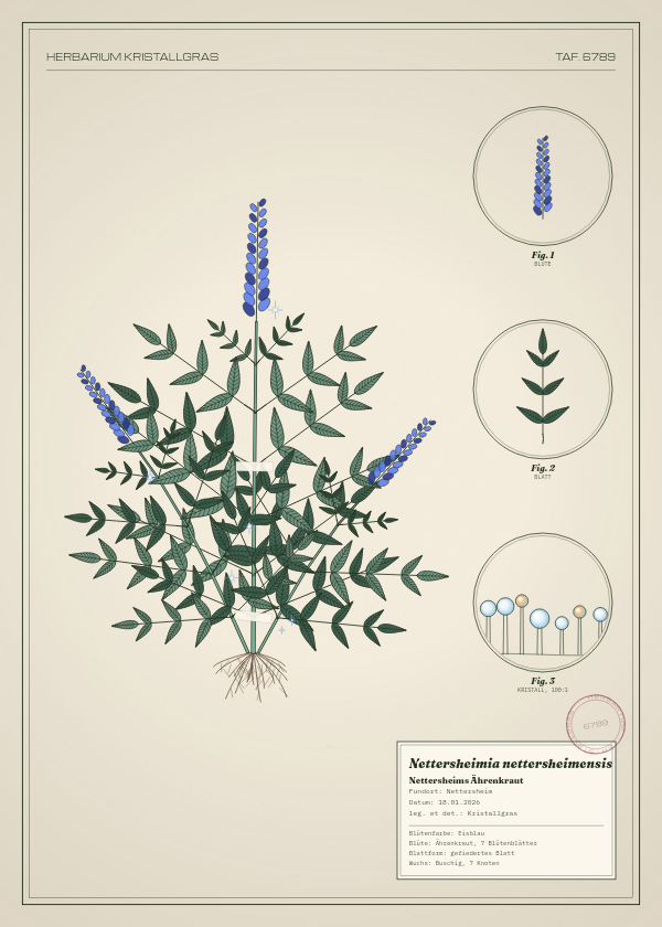 Botanische Tafel: Nettersheimia nettersheimensis, eine erfundene Pflanze aus Nettersheim, gezeichnet wie in einem alten Pflanzenatlas
