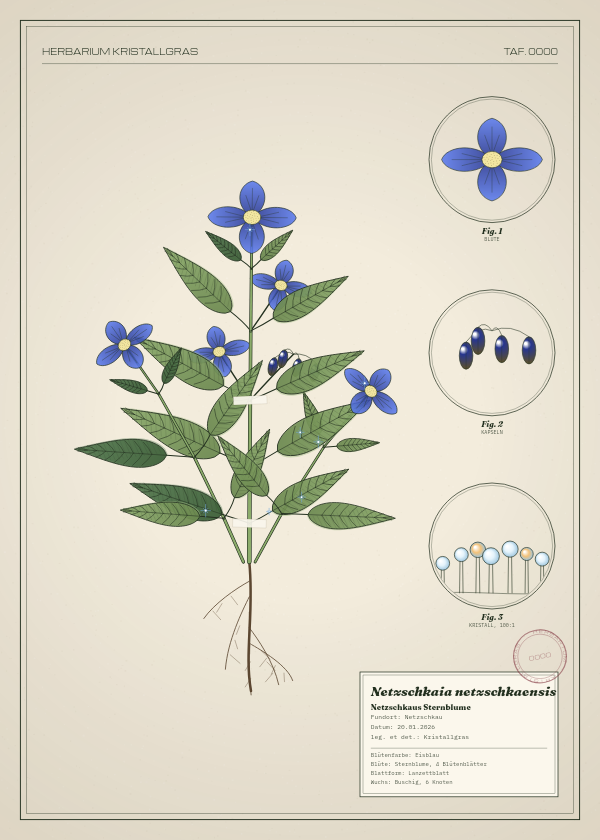 Botanische Tafel: Netzschkaia netzschkaensis, eine erfundene Pflanze aus Netzschkau, gezeichnet wie in einem alten Pflanzenatlas