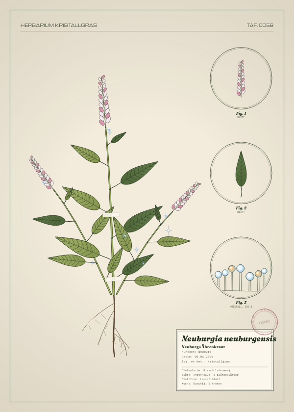 Botanische Tafel: Neuburgia neuburgensis, eine erfundene Pflanze aus Neuburg, gezeichnet wie in einem alten Pflanzenatlas