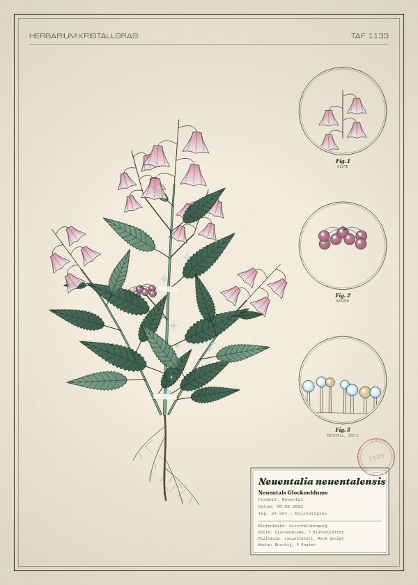 Botanische Tafel: Neuentalia neuentalensis, eine erfundene Pflanze aus Neuental, gezeichnet wie in einem alten Pflanzenatlas