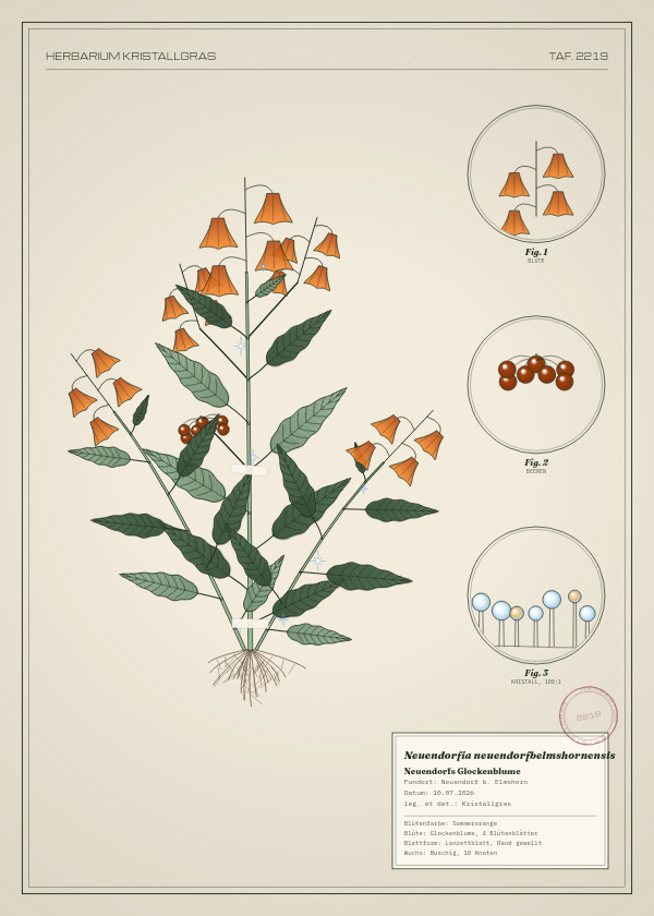 Botanische Tafel: Neuendorfia neuendorfbelmshornensis, eine erfundene Pflanze aus Neuendorf b. Elmshorn, gezeichnet wie in einem alten Pflanzenatlas