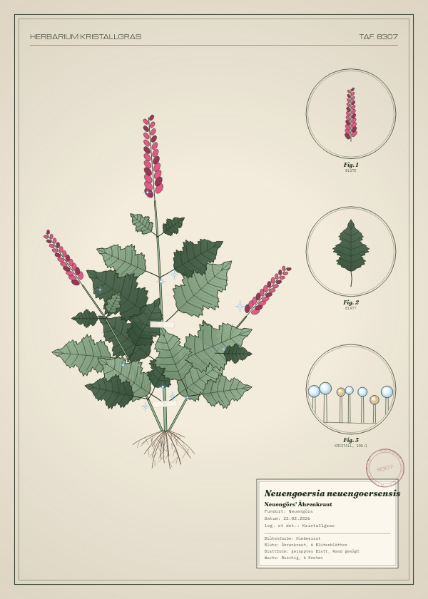 Botanische Tafel: Neuengoersia neuengoersensis, eine erfundene Pflanze aus Neuengörs, gezeichnet wie in einem alten Pflanzenatlas