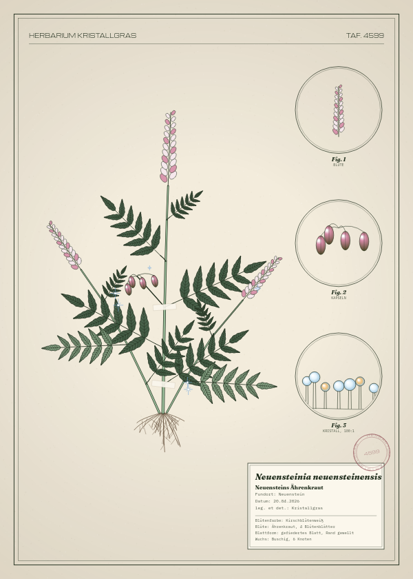Botanische Tafel: Neuensteinia neuensteinensis, eine erfundene Pflanze aus Neuenstein, gezeichnet wie in einem alten Pflanzenatlas