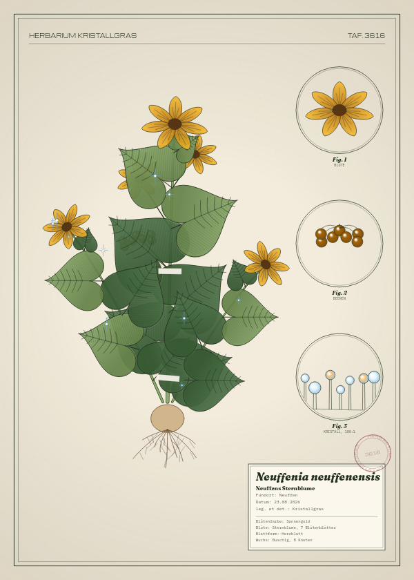 Botanische Tafel: Neuffenia neuffenensis, eine erfundene Pflanze aus Neuffen, gezeichnet wie in einem alten Pflanzenatlas