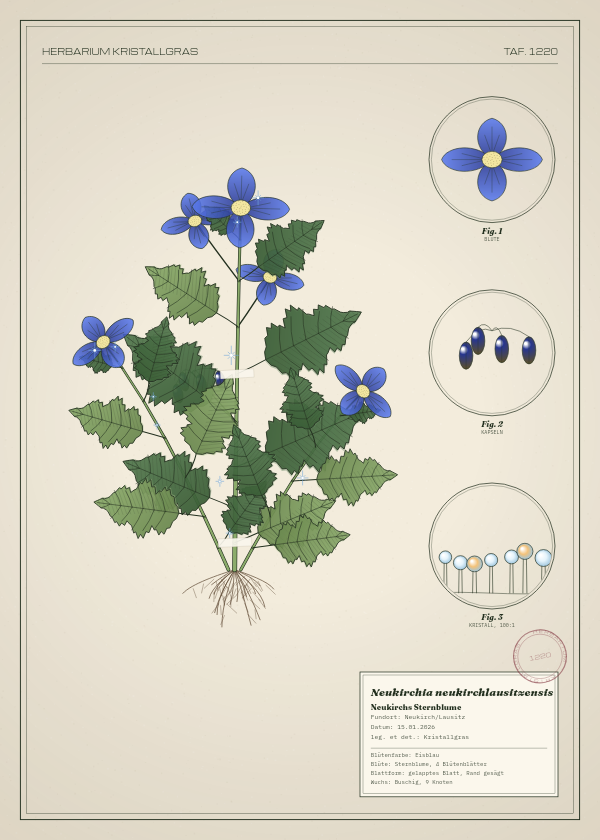 Botanische Tafel: Neukirchia neukirchlausitzensis, eine erfundene Pflanze aus Neukirch/Lausitz, gezeichnet wie in einem alten Pflanzenatlas