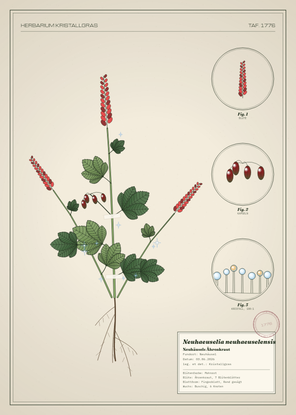 Botanische Tafel: Neuhaeuselia neuhaeuselensis, eine erfundene Pflanze aus Neuhäusel, gezeichnet wie in einem alten Pflanzenatlas