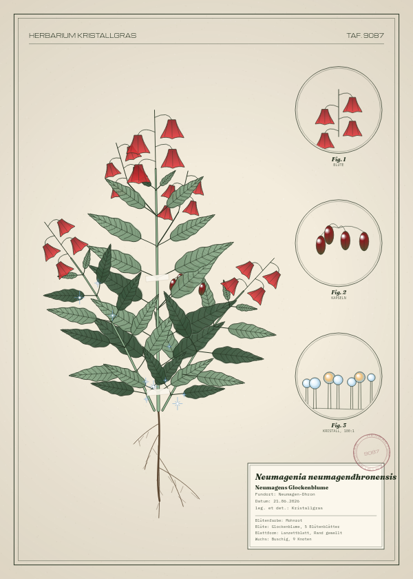 Botanische Tafel: Neumagenia neumagendhronensis, eine erfundene Pflanze aus Neumagen-Dhron, gezeichnet wie in einem alten Pflanzenatlas