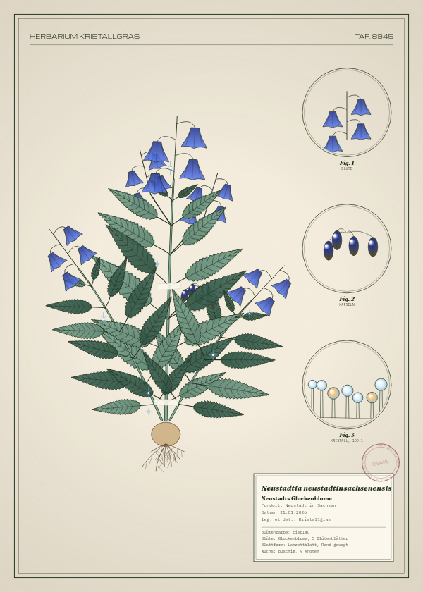 Botanische Tafel: Neustadtia neustadtinsachsenensis, eine erfundene Pflanze aus Neustadt in Sachsen, gezeichnet wie in einem alten Pflanzenatlas