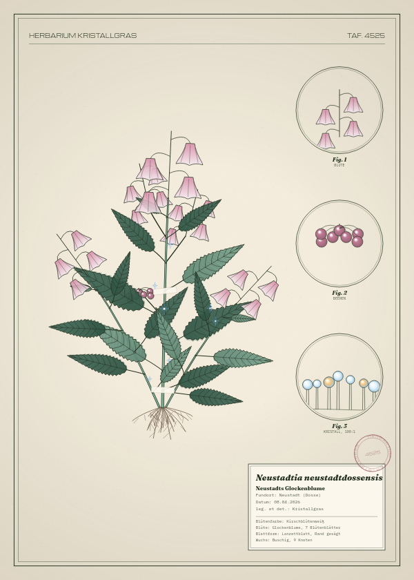 Botanische Tafel: Neustadtia neustadtdossensis, eine erfundene Pflanze aus Neustadt (Dosse), gezeichnet wie in einem alten Pflanzenatlas
