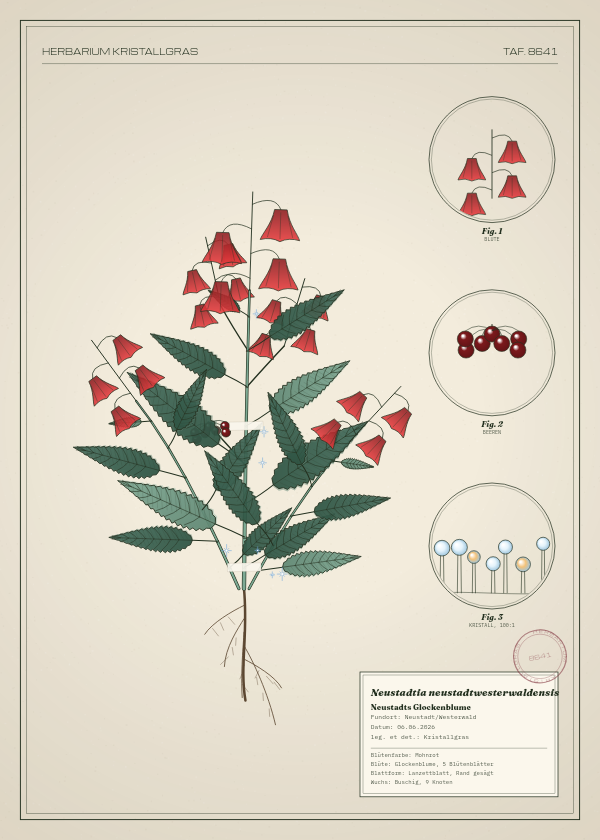Botanische Tafel: Neustadtia neustadtwesterwaldensis, eine erfundene Pflanze aus Neustadt/Westerwald, gezeichnet wie in einem alten Pflanzenatlas