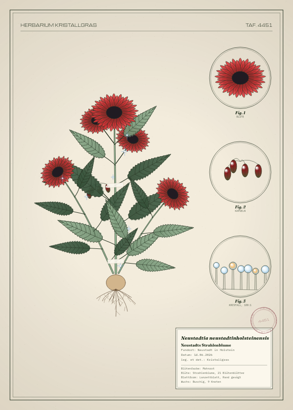 Botanische Tafel: Neustadtia neustadtinholsteinensis, eine erfundene Pflanze aus Neustadt in Holstein, gezeichnet wie in einem alten Pflanzenatlas