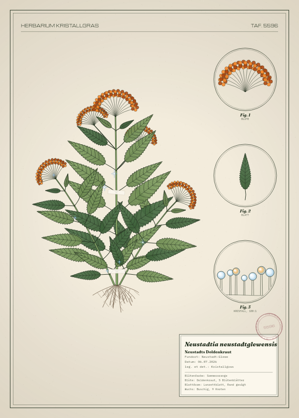 Botanische Tafel: Neustadtia neustadtglewensis, eine erfundene Pflanze aus Neustadt-Glewe, gezeichnet wie in einem alten Pflanzenatlas