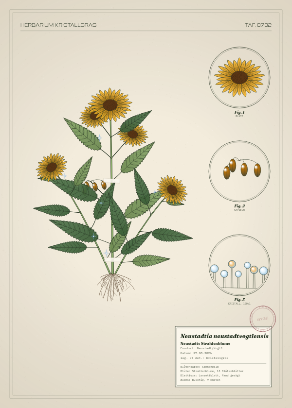 Botanische Tafel: Neustadtia neustadtvogtlensis, eine erfundene Pflanze aus Neustadt/Vogtl., gezeichnet wie in einem alten Pflanzenatlas