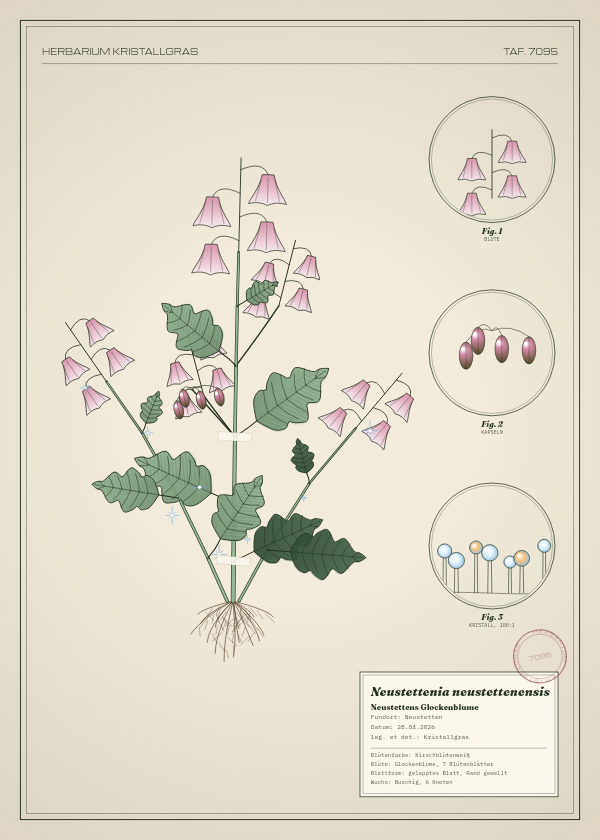 Botanische Tafel: Neustettenia neustettenensis, eine erfundene Pflanze aus Neustetten, gezeichnet wie in einem alten Pflanzenatlas