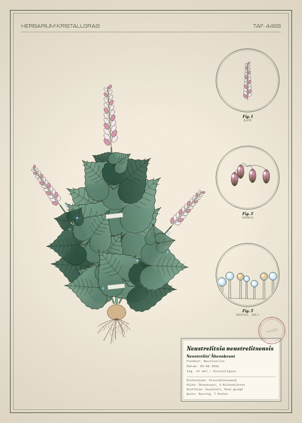 Botanische Tafel: Neustrelitzia neustrelitzensis, eine erfundene Pflanze aus Neustrelitz, gezeichnet wie in einem alten Pflanzenatlas
