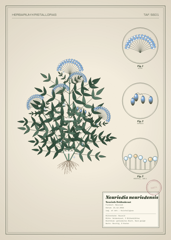 Botanische Tafel: Neuriedia neuriedensis, eine erfundene Pflanze aus Neuried, gezeichnet wie in einem alten Pflanzenatlas