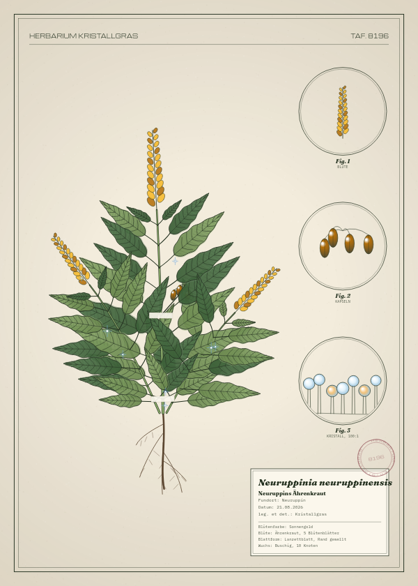Botanische Tafel: Neuruppinia neuruppinensis, eine erfundene Pflanze aus Neuruppin, gezeichnet wie in einem alten Pflanzenatlas