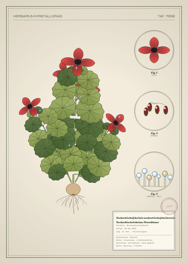 Botanische Tafel: Neckarbischofsheimia neckarbischofsheimensis, eine erfundene Pflanze aus Neckarbischofsheim, gezeichnet wie in einem alten Pflanzenatlas