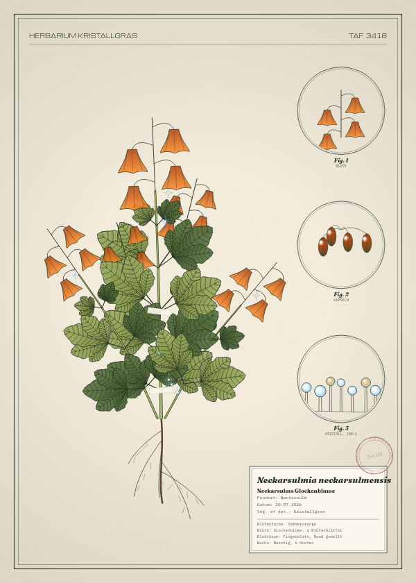 Botanische Tafel: Neckarsulmia neckarsulmensis, eine erfundene Pflanze aus Neckarsulm, gezeichnet wie in einem alten Pflanzenatlas