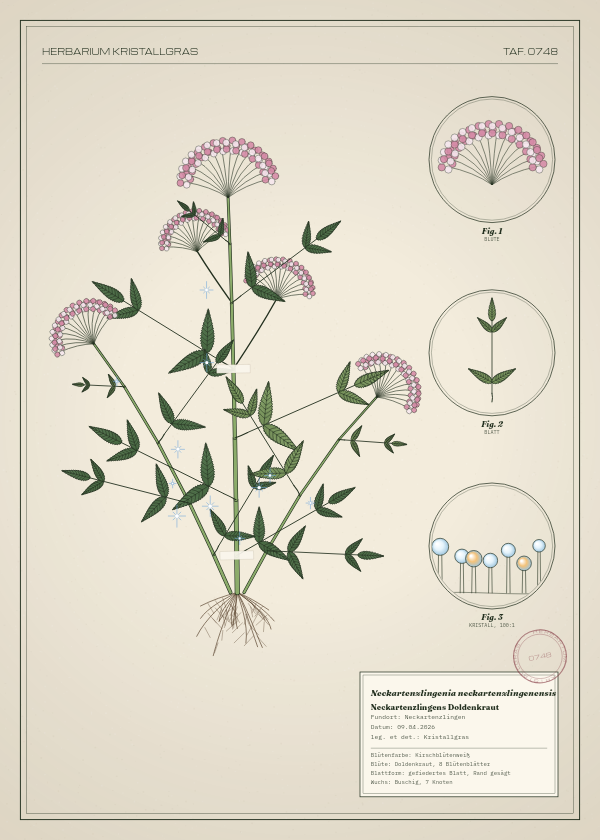 Botanische Tafel: Neckartenzlingenia neckartenzlingenensis, eine erfundene Pflanze aus Neckartenzlingen, gezeichnet wie in einem alten Pflanzenatlas
