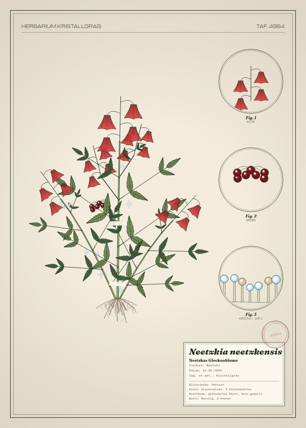 Botanische Tafel: Neetzkia neetzkensis, eine erfundene Pflanze aus Neetzka, gezeichnet wie in einem alten Pflanzenatlas